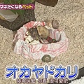 111101 KAT-TUNの絶対マネたくなるTV