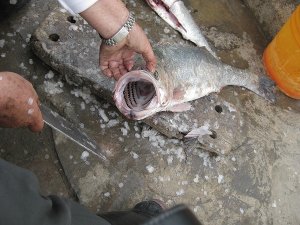 烏坵海邊的魚