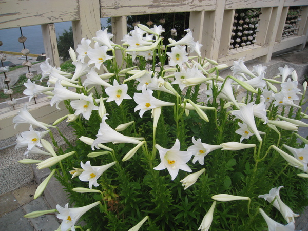 淡淡花香味十分迷人