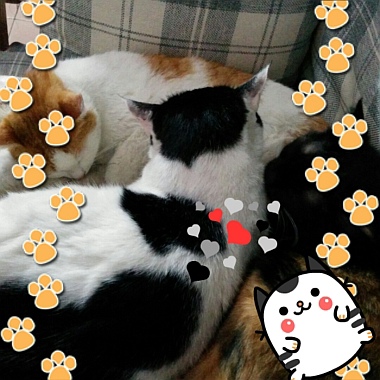 20140218_164956_MyCatPhotoSticker