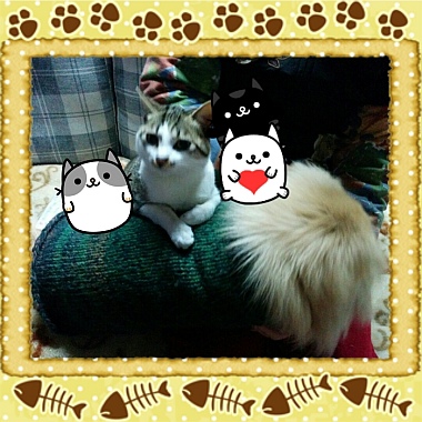 20140218_170955_MyCatPhotoSticker