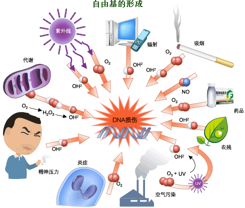 自由基的來源.gif