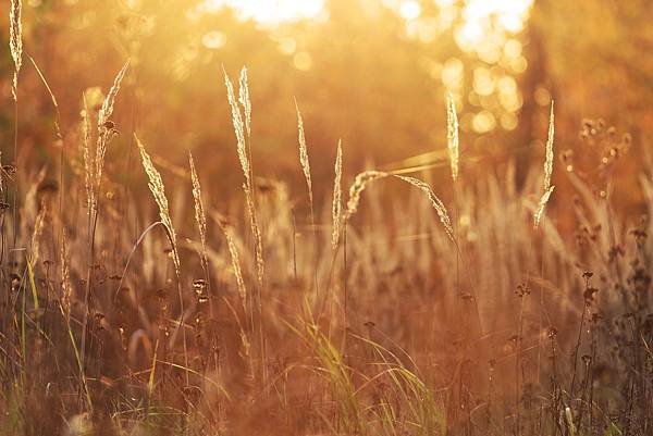 nature-4607496_1920 nature-4607496_1920