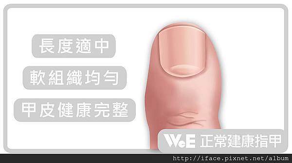 甲床結構 甲床結構