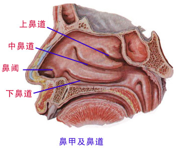 nasal chonca