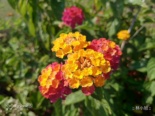 ASUS 華碩 ZenFone 5Z 拍照 (ifans 林小旭) (17).png