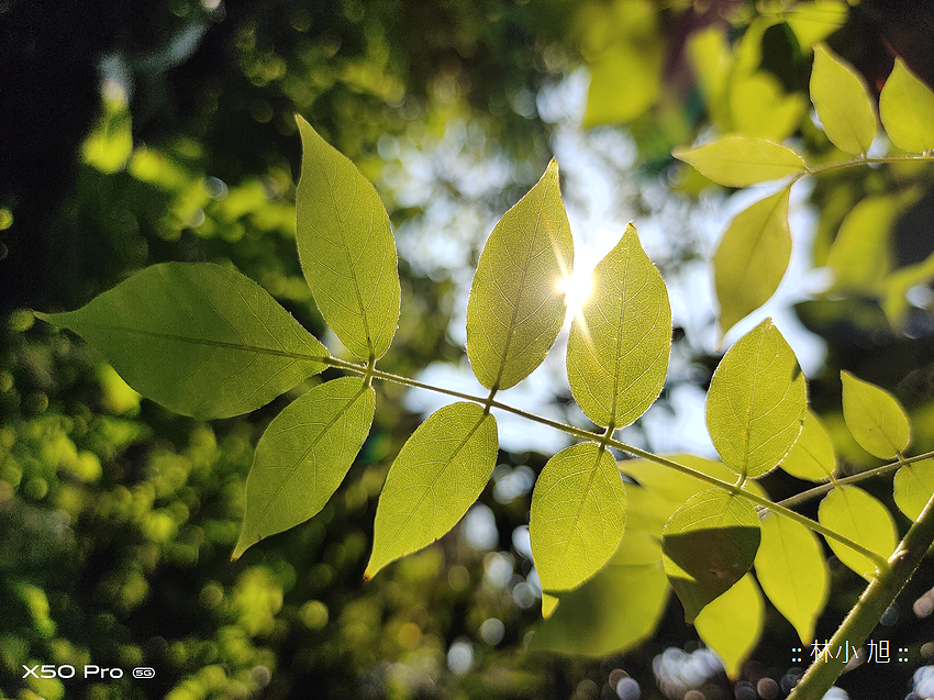 vivo X50 Pro 拍照 (ifans 林小旭) (79).png vivo X50 Pro 拍照 (ifans 林小旭) (79).png