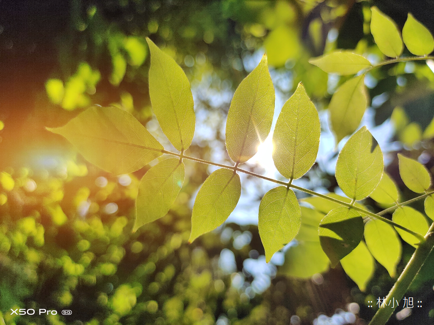 vivo X50 Pro 拍照 (ifans 林小旭) (104).png vivo X50 Pro 拍照 (ifans 林小旭) (104).png