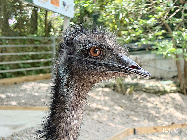 Sony Xperia 1 V 拍照 (林小旭) (78).png