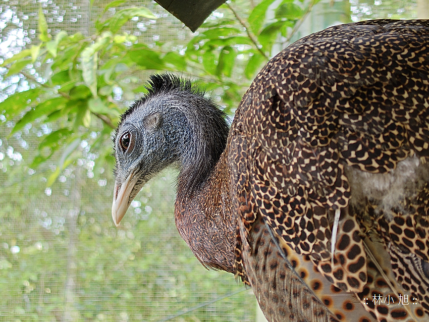 Sony Xperia 1 V 拍照 (林小旭) (100).png