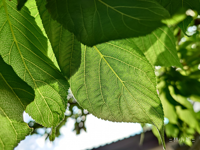 Sony Xperia 1 V 拍照 (林小旭) (169).png