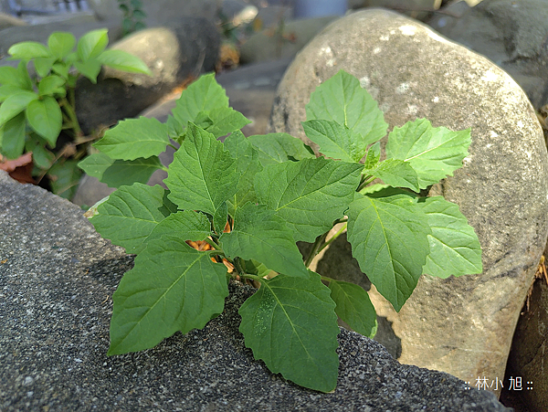 夏普 SHARP AQUOS sense7 plus 智慧型手機拍照 (ifans 林小旭) (69).png