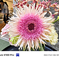 vivo X100 Pro 相機實拍-拍照分享 (ifans 林小旭) (22).png