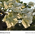 OPPO Reno11 Pro 智慧型手機拍照分享 (ifans 林小旭) (89).png