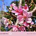 vivo V30 Pro 相機拍照分享 (ifans 林小旭) (69).png