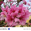 vivo V30 Pro 相機拍照分享 (ifans 林小旭) (74).png