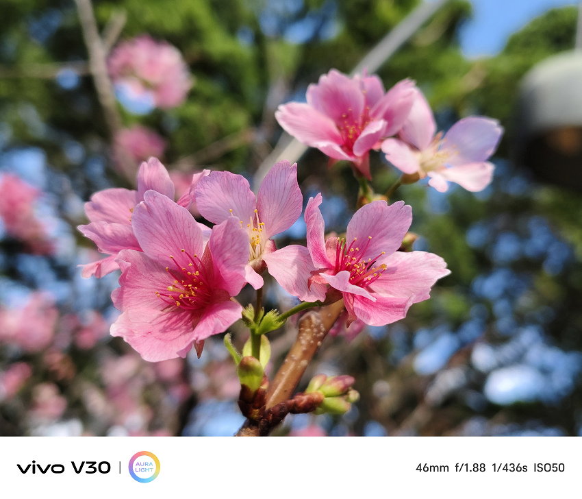 vivo V30 相機拍照分享 (ifans 林小旭) (8).jpg
