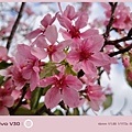 vivo V30 相機拍照分享 (ifans 林小旭) (10).jpg