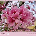 vivo V30 相機拍照分享 (ifans 林小旭) (11).jpg