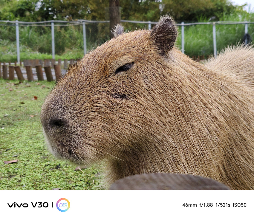 vivo V30 相機拍照分享 (ifans 林小旭) (34).jpg