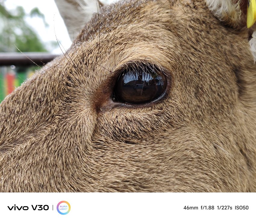 vivo V30 相機拍照分享 (ifans 林小旭) (31).jpg