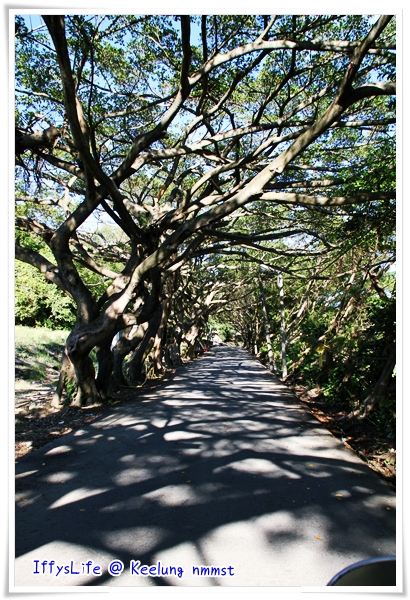 容軒園區的綠色隧道，在八斗國小附近