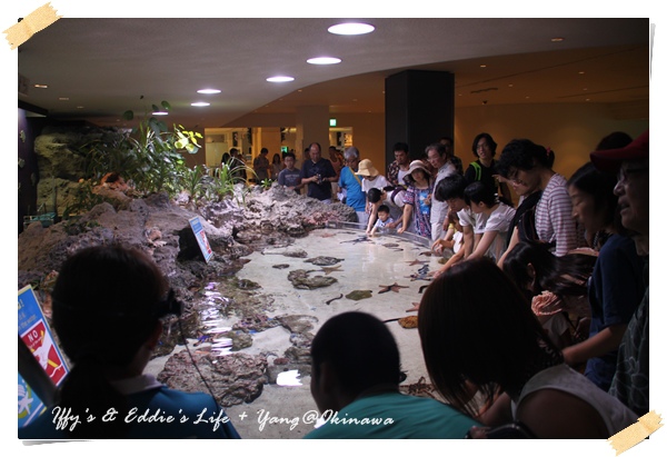 美之海水族館 (12).JPG