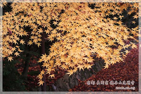 京都長岡京總本山光明市 (4).JPG