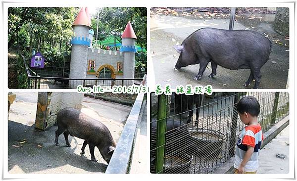 嘉義綠盈牧場 (2).jpg