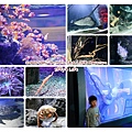 凱莉塔頓水族館 (1).jpg