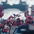 紅梅.png
