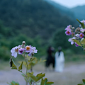 43粉紅薔葳1.png