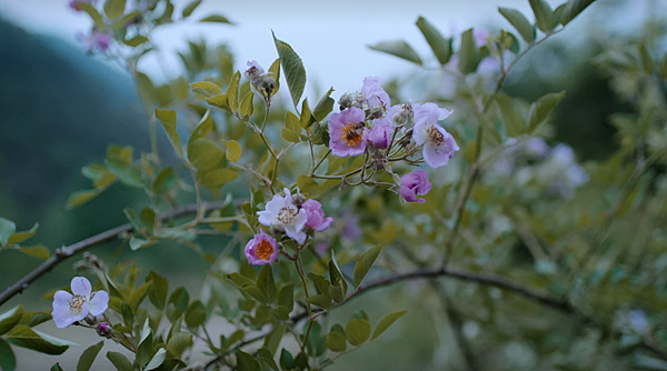 50粉紅薔葳.png