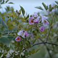 50粉紅薔葳.png