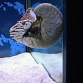這個東西叫做鸚鵡螺