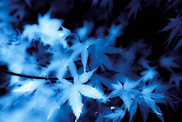 藍楓 (Blue maple)