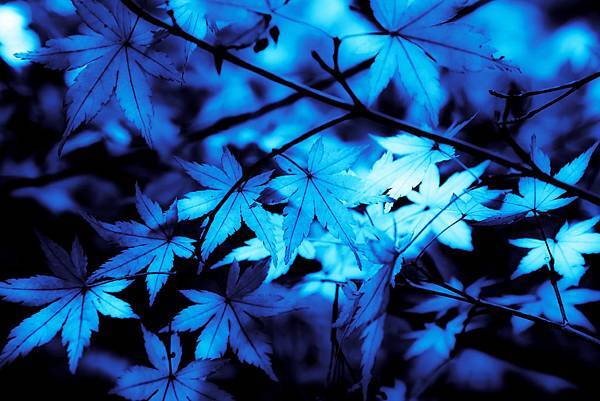 藍楓 (Blue maple)