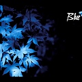 藍楓 (Blue maple)