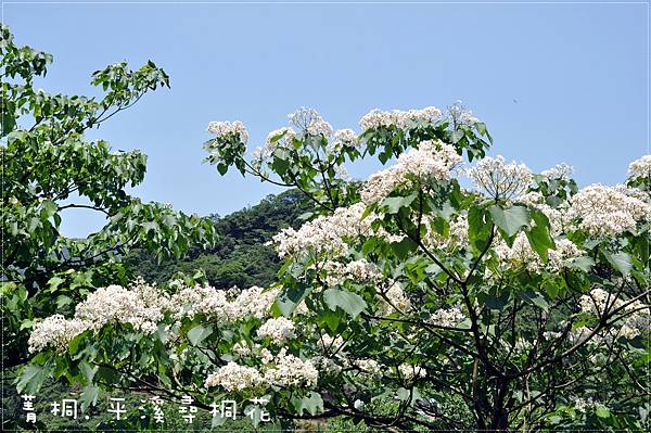 6MAY12DSC_5278-3菁桐平溪尋桐花