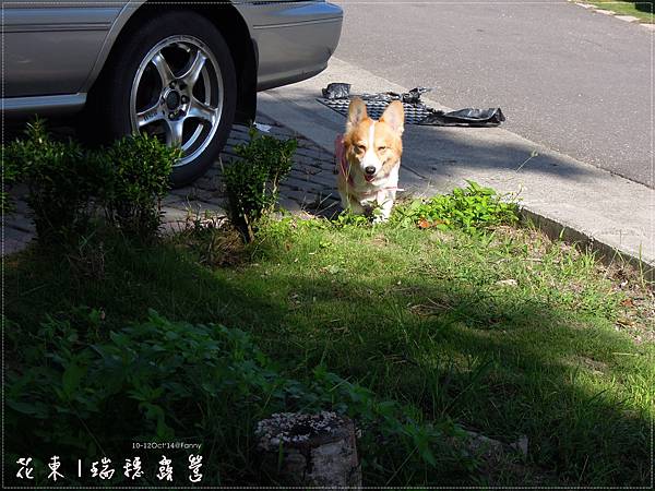 瑞穗露營場-很忙碌的寶貝們