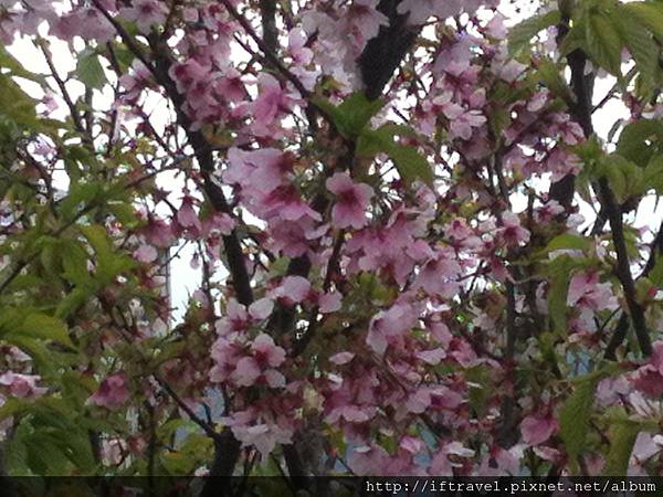 陽明山の櫻花