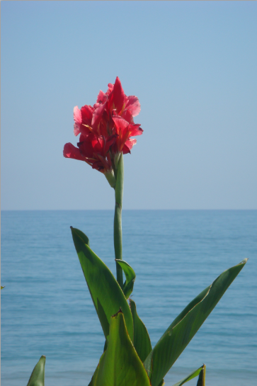 花璉磯崎海岸 往南 2