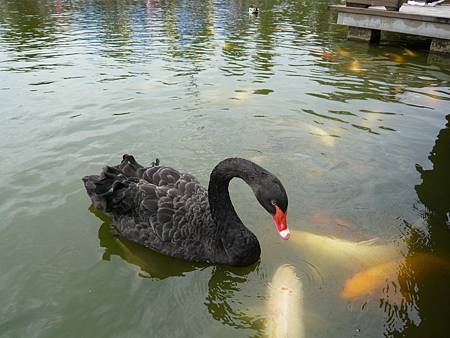 羅東運動公園天鵝戲魚1.JPG