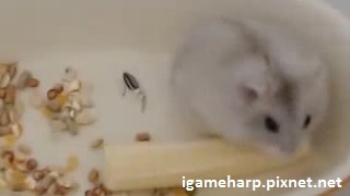 布丁鼠 挑戰玉米筍_pixnet 布丁鼠 挑戰玉米筍_pixnet