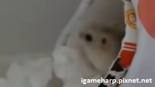 布丁鼠出門摔一跤_pixnet