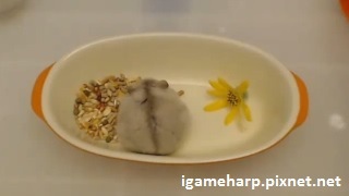 布丁鼠 挑戰葵瓜子花一朵_pixnet