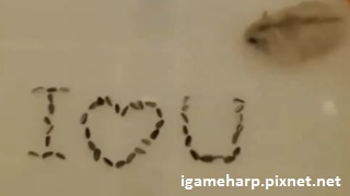 布丁鼠 母親節用葵瓜子寫 I Love U_pixnet