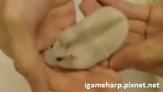 布丁鼠 遊戲1_pixnet 布丁鼠 遊戲1_pixnet