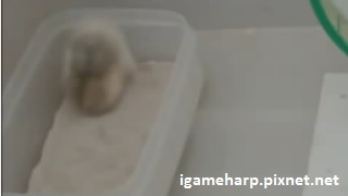 布丁鼠睡醒就洗澡_pixnet