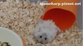 Hamster Fall_pixnet